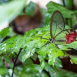 THE 10 MOST INCREDIBLE INSECTS IN PERU, TAMBOPATA