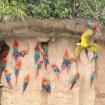 RAINFOREST IN PERU: 10 GREAT REASONS TO GO