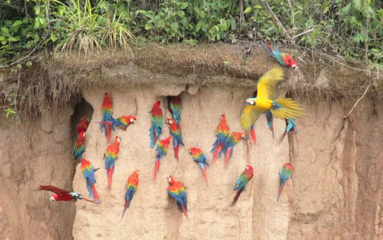 RAINFOREST IN PERU: 10 GREAT REASONS TO GO