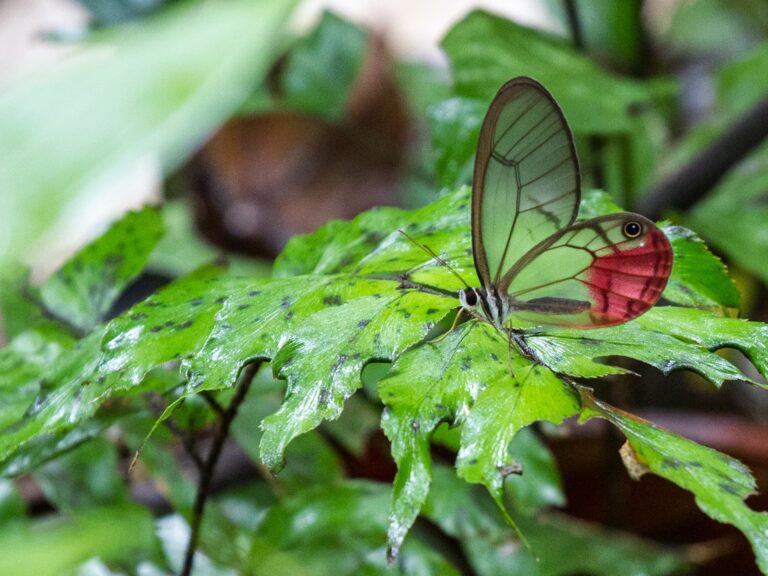 THE 10 MOST INCREDIBLE INSECTS IN PERU, TAMBOPATA