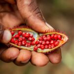 THE 5 BEST PERU PLANTS FOR HERBAL MEDICINE