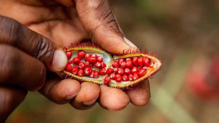 THE 5 BEST PERU PLANTS FOR HERBAL MEDICINE