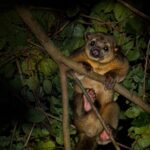 10 SURPRISING ANIMALS IN PERU, TAMBOPATA