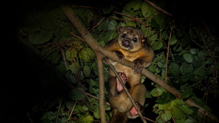 10 SURPRISING ANIMALS IN PERU, TAMBOPATA