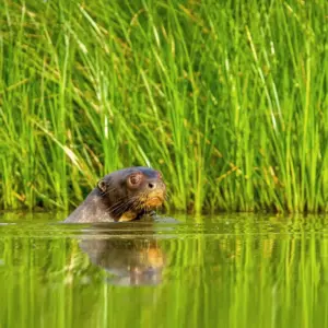 Tambopata's Pure Rainforest