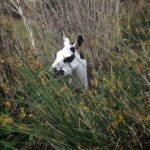 10 OUTSTANDING FLORA AND FAUNA ON THE INCA TRAIL TO MACHU PICCHU