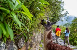 inca_trail_alpaca_couple_in_jungle