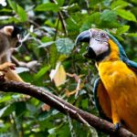 PERUVIAN RAINFOREST: 10 OUTSTANDING SPECIES
