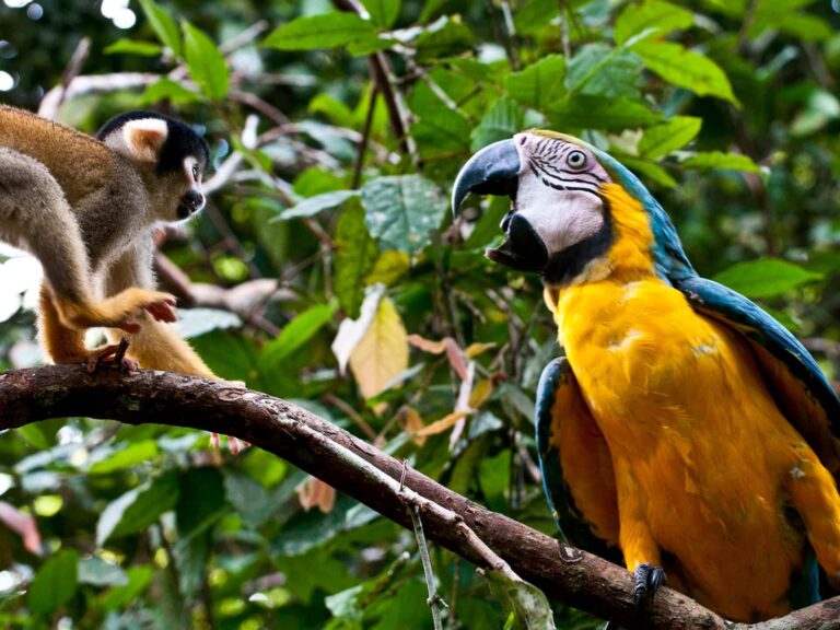 PERUVIAN RAINFOREST: 10 OUTSTANDING SPECIES