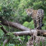 10 CAPTIVATING ENDANGERED PERU JUNGLE ANIMALS