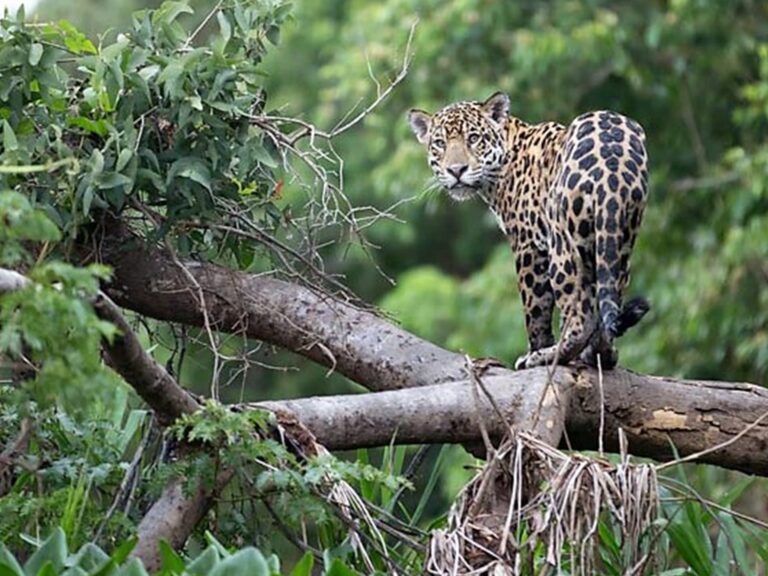 10 CAPTIVATING ENDANGERED PERU JUNGLE ANIMALS