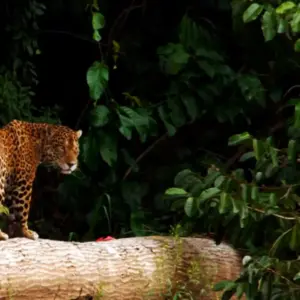 Tambopata's Boundless Jungle