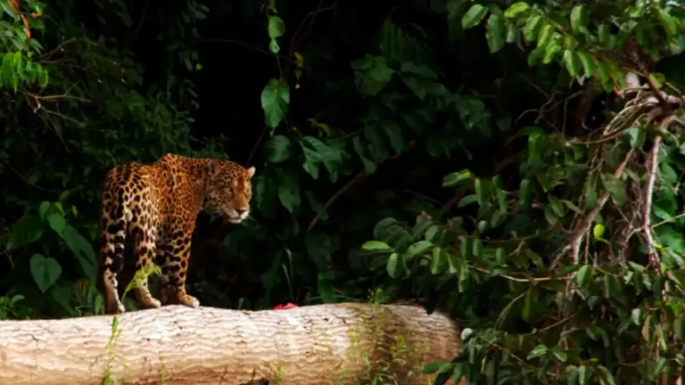Tambopata’s Boundless Jungle