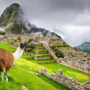 Alpaca or vicuna in machupicchu