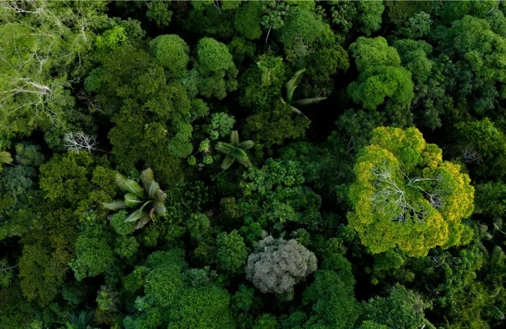 amazon_conservation
