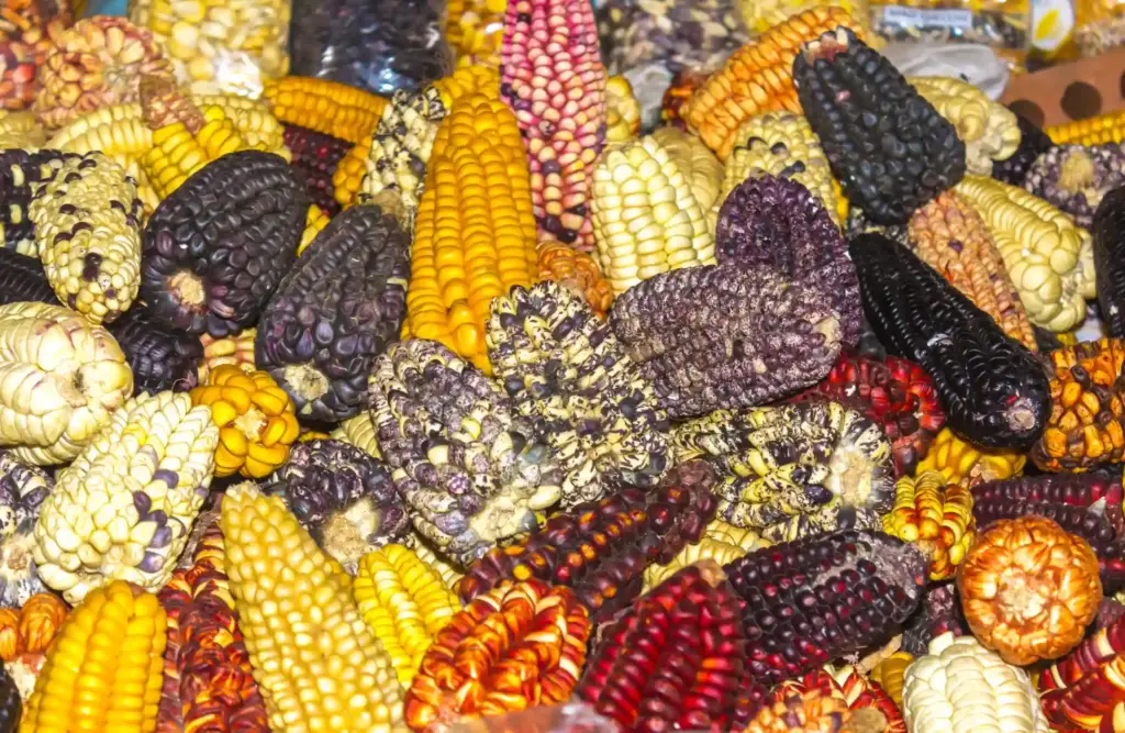 Many corns piled up in disorder