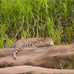 PUERTO MALDONADO: THE GATEWAY TO THE AMAZON