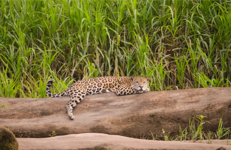 PUERTO MALDONADO: THE GATEWAY TO THE AMAZON