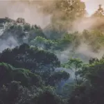 HOW MUCH RAIN DOES THE RAINFOREST GET