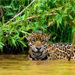 10 BEST TIPS TO SPOT THE AMAZON JAGUAR