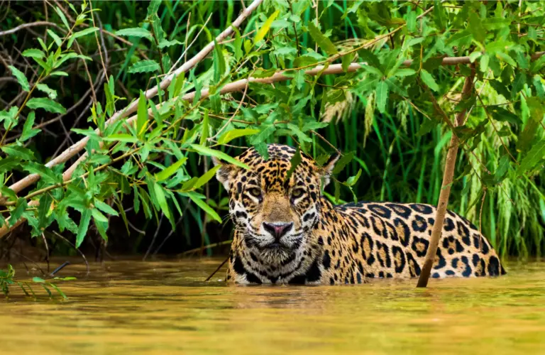 10 BEST TIPS TO SPOT THE AMAZON JAGUAR