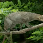 3 NEW SPECIES FOUND IN MACHU PICCHU