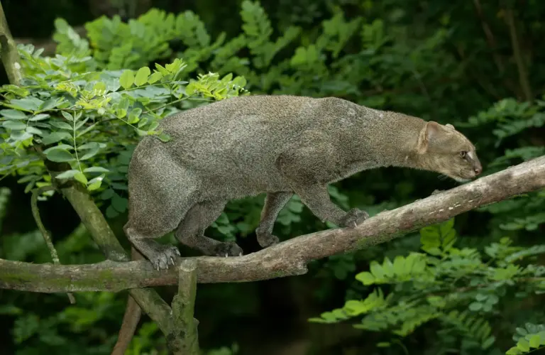 3 NEW SPECIES FOUND IN MACHU PICCHU