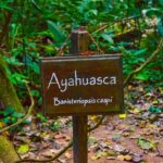 THE AMAZING POWER OF AYAHUASCA RETREATS IN PERU