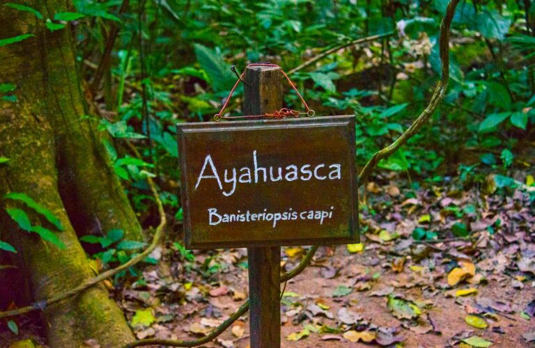 THE AMAZING POWER OF AYAHUASCA RETREATS IN PERU