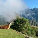 Camelids of Peru: Llamas & More!