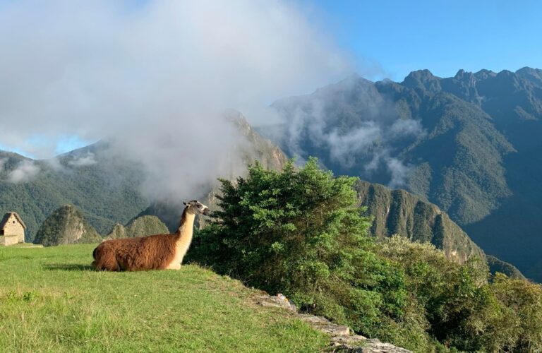 Camelids of Peru: Llamas & More!