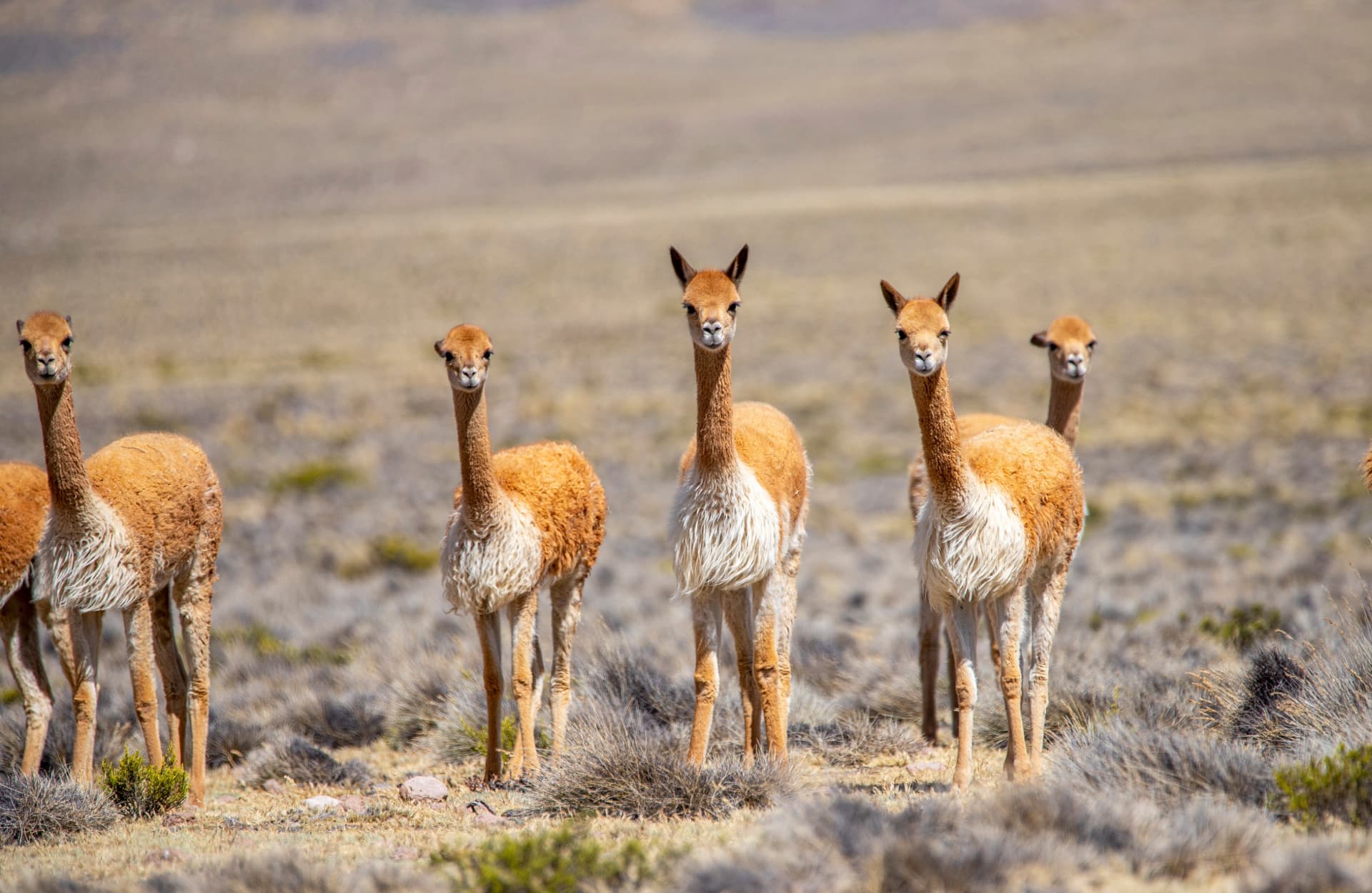 Camelids of Peru: Llamas & More! - Natourandes
