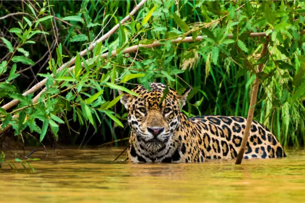 the_amazon_jaguar_river